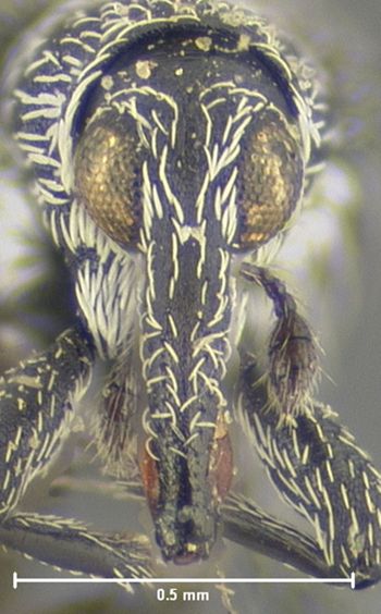 Media type: image;   Entomology 25110 Aspect: head frontal view
